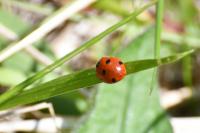 Coccinella septempunctata