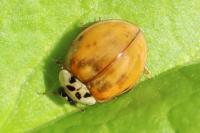 Harmonia axyridis