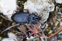 Nebria salina