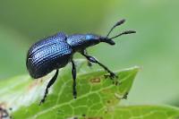 Involvulus caeruleus