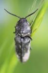 Cidnopus pilosus