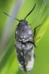 Cidnopus pilosus