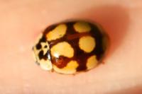 Adalia decempunctata