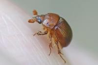 Odonteus armiger