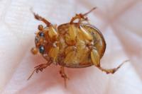 Odonteus armiger