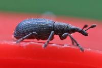 Perapion violaceum