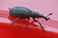 Perapion violaceum
