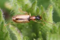 Demetrias atricapillus