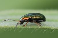 Crepidodera aurata