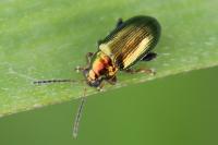 Crepidodera aurata