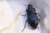 Abax ovalis