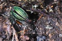 Carabus auronitens