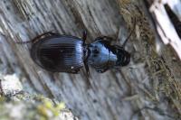 Molops piceus