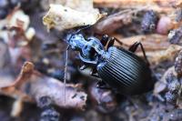 Platynus assimilis