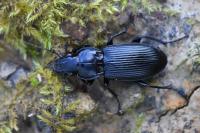 Pterostichus melanarius