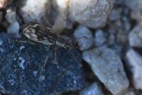 Polydrusus tereticollis