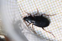 Platyderus depressus