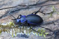 Carabus problematicus