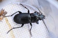 Abax parallelepipedus