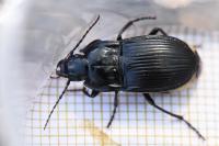 Abax ovalis