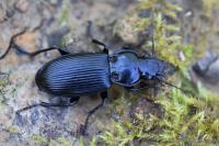 Pterostichus melanarius