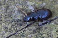 Molops piceus