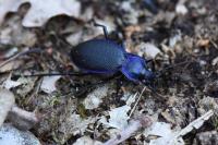 Carabus problematicus
