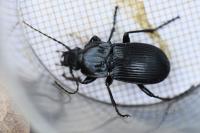 Abax parallelepipedus