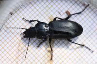 Pterostichus melanarius