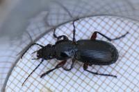 Pterostichus madidus