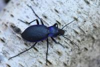 Carabus problematicus