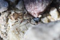 Polydrusus tereticollis