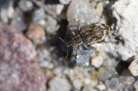 Polydrusus tereticollis
