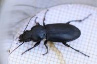 Pterostichus melanarius