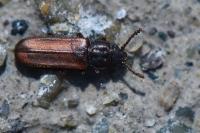 Pediacus dermestoides