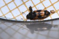 Litargus connexus