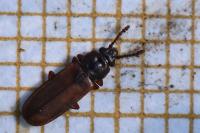 Pediacus dermestoides