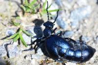 Meloe violaceus