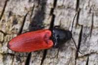 Ampedus sanguineus