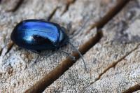 Agelastica alni