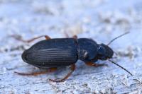 Anisodactylus binotatus