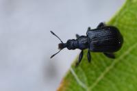 Deporaus betulae