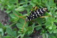 Plagionotus arcuatus