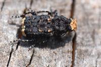 Platyrhinus resinosus