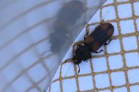 Bitoma crenata