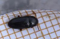 Diaclina fagi
