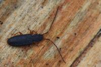 Uleiota planatus