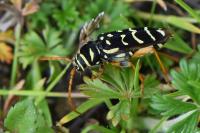 Plagionotus arcuatus
