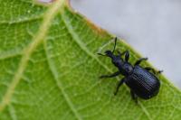 Deporaus betulae