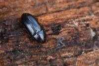 Diaclina fagi